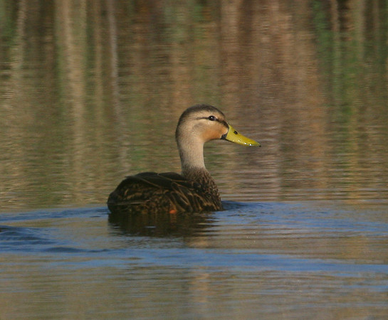 Mottled Duck