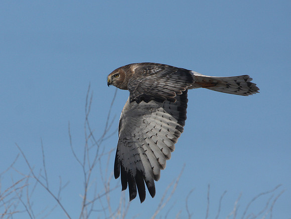 Northern Harrier - Male.  Fermi.  Batavia, IL.