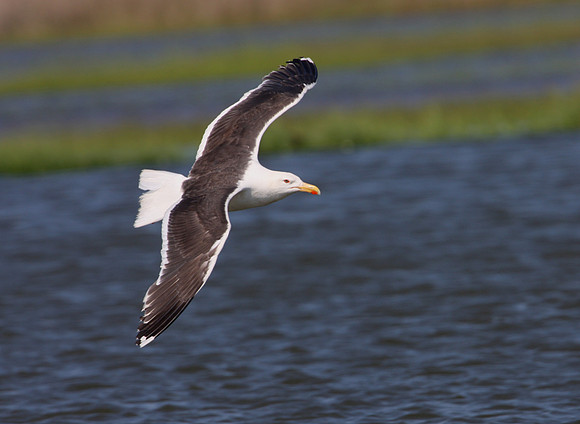 Greater Black-backed Gull