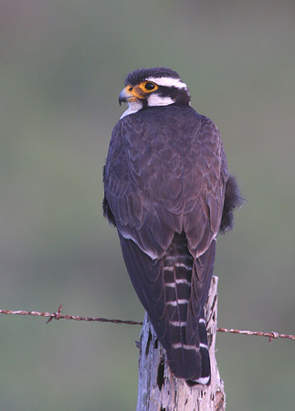 Aplomado Falcon - Laguna Atascosa National Wildlife Refuge