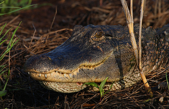 American Alligator Anahuac National Wildlife Refuge Texas