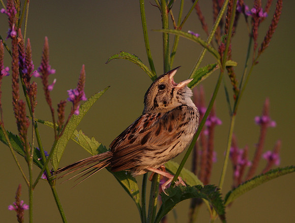 Henslow's Sparrow on Blue Vervain