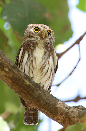 Ferruginous Pygmy-Owl Casa Solimar, Costa Rica