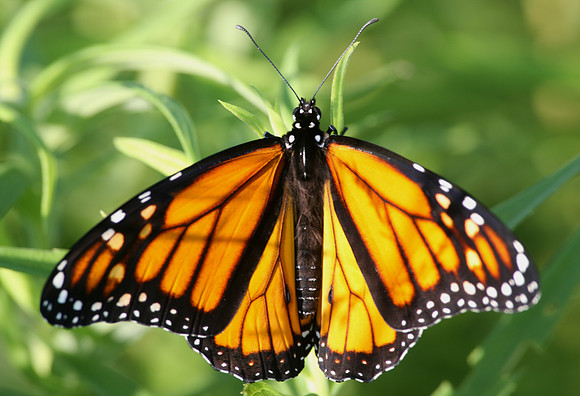 Monarch Butterfly