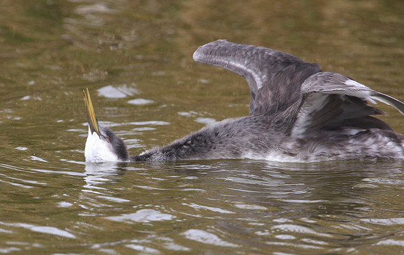 Western Grebe