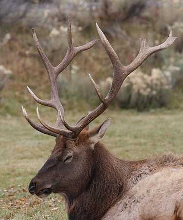 Elk Yellowstone National Park