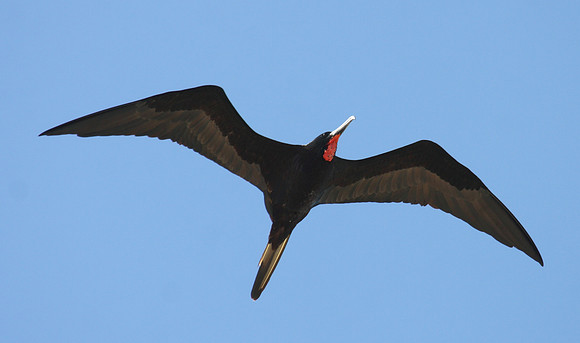 Magnificent Frigatebird - Progresso, Mexico