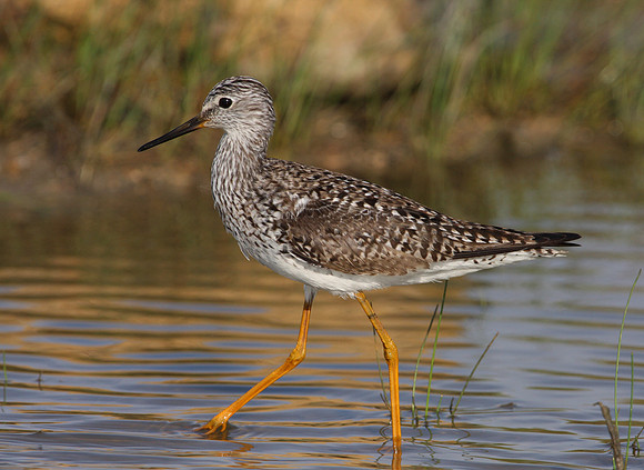 Lesser Yellowlegs Anahuac National Wildlife Refuge Texas