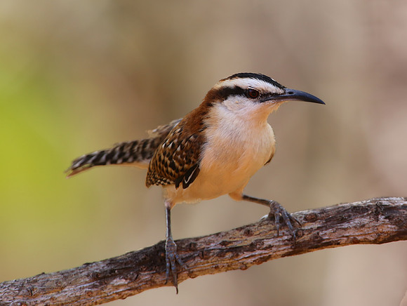 Rufous-naped Wren - Casa Solimar, Costa Rica