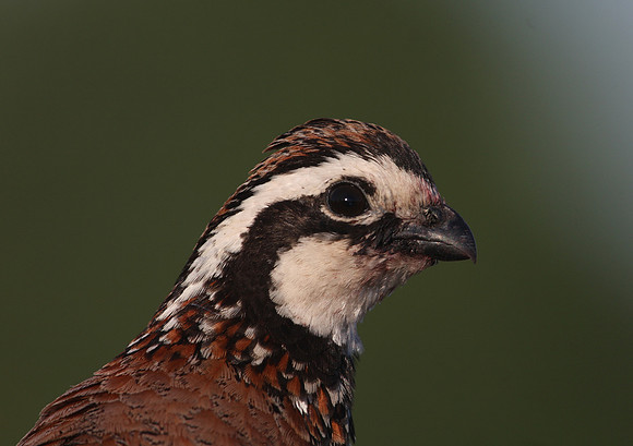 Northern Bobwhite