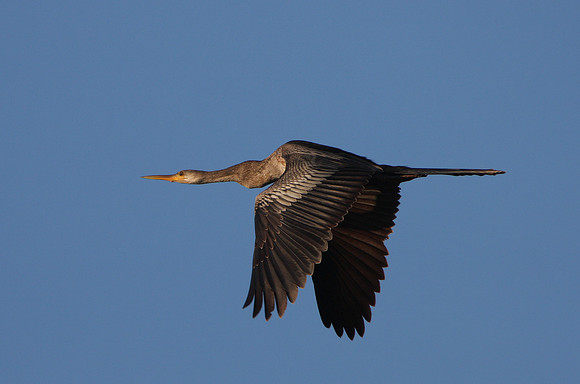 Anhinga