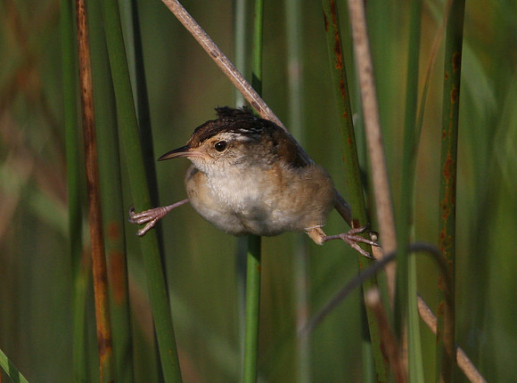 Marsh Wren in Reeds Goose Lake Prairie