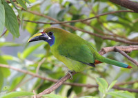 Emerald Toucanet - Costa Rica