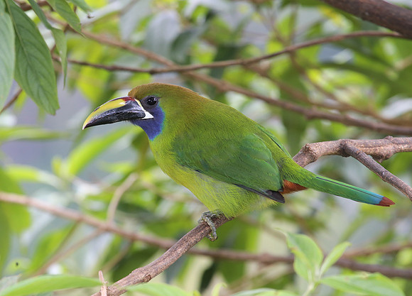 Emerald Toucanet - Costa Rica