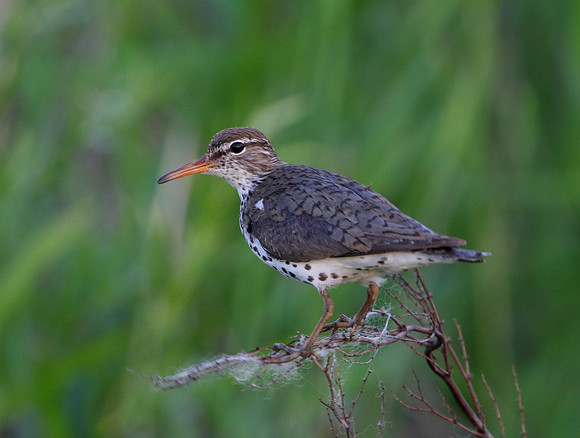 Spotted Sandpiper
