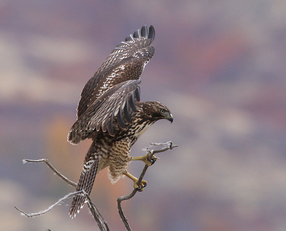 Red-tailed Hawk - Salt Lake City