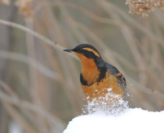 Varied Thrush
