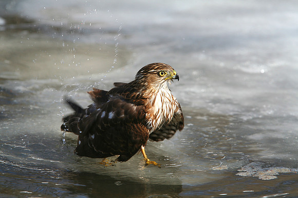 Cooper's Hawk Bath