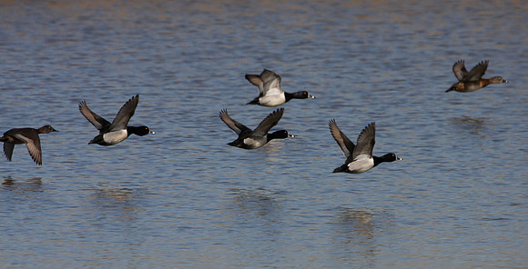 Ring-necked Duck