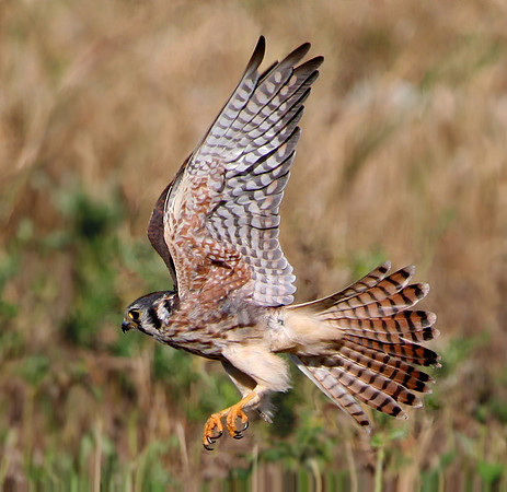 American Kestrel (Female/Flight)