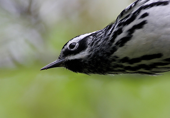 Black and White Warbler