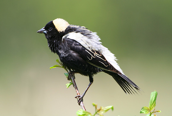Bobolink (male)