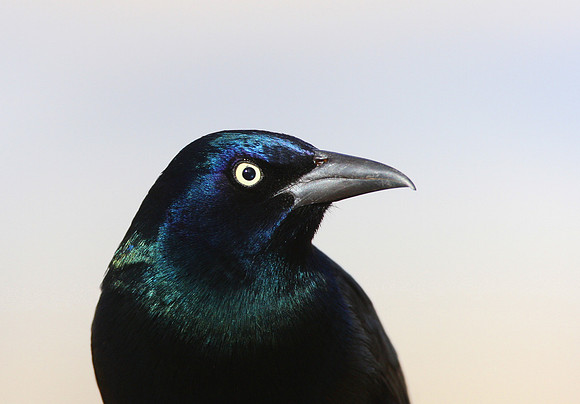 Common Grackle