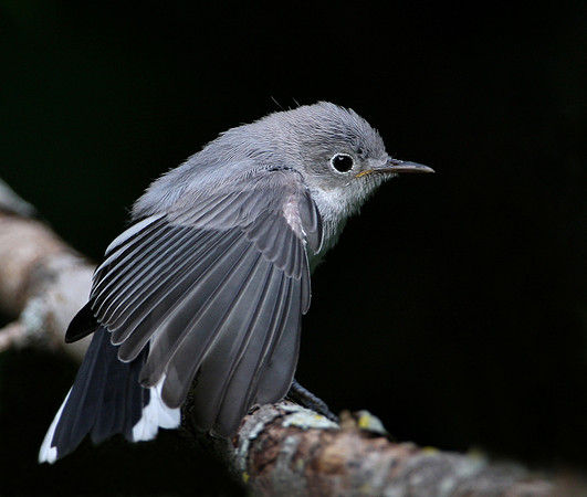 Blue-gray Gnatcatcher