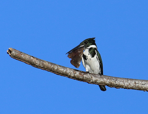 Amazon Kingfisher - Tarcol River, Costa Rica