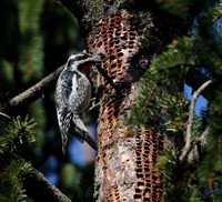 Yellow-bellied Sapsucker feeding