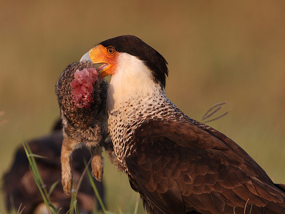 Crested Caracara with Rabbit Prey