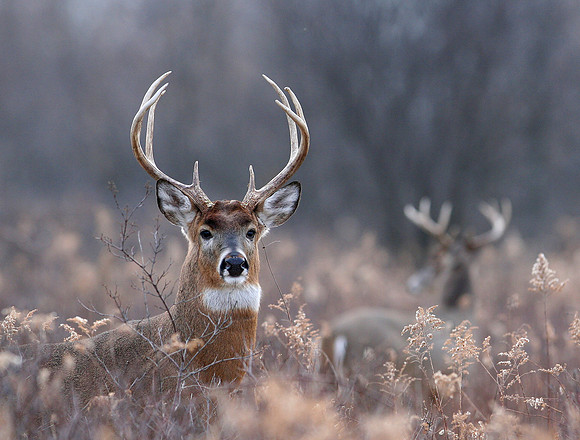 Whitetail in purples