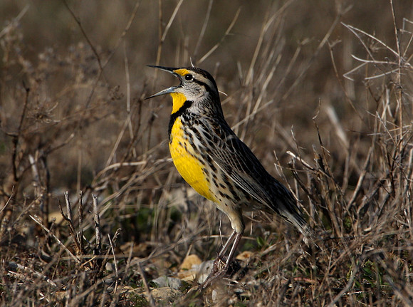 Eastern Meadowlark