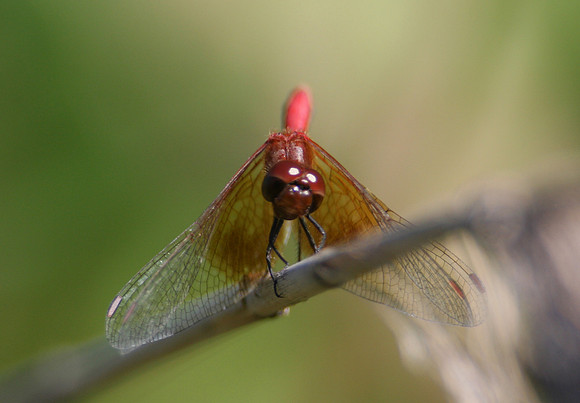 Band-winged Meadowhawk