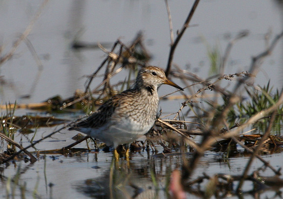 Pectoral Sandpiper