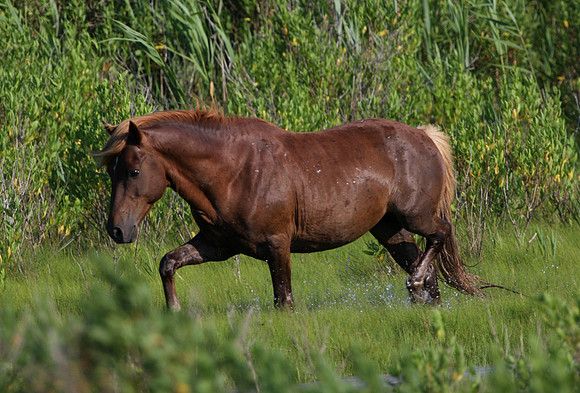 Horse