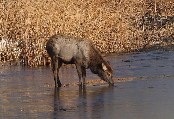 Elk Yellowstone National Park