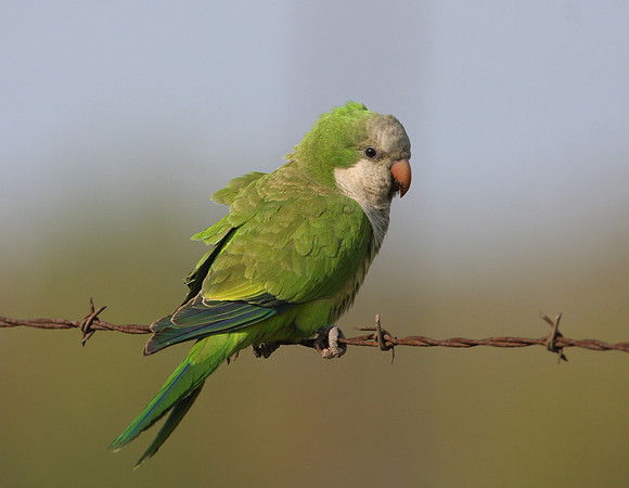 Monk Parakeet