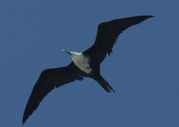 Magnificent Frigatebird Galveston, Texas