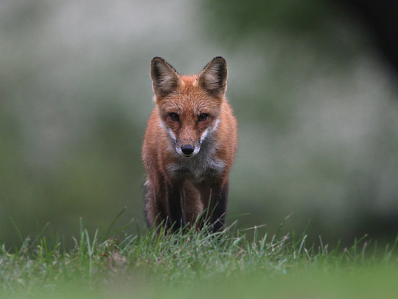 Red Fox