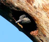 Red-headed Woodpecker