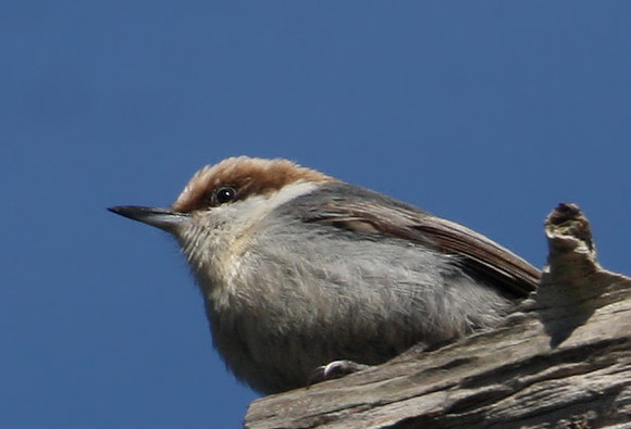 Brown Headed Nuthatch - St. Marks, Florida