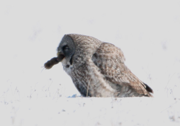 Great Gray Owl with Vole