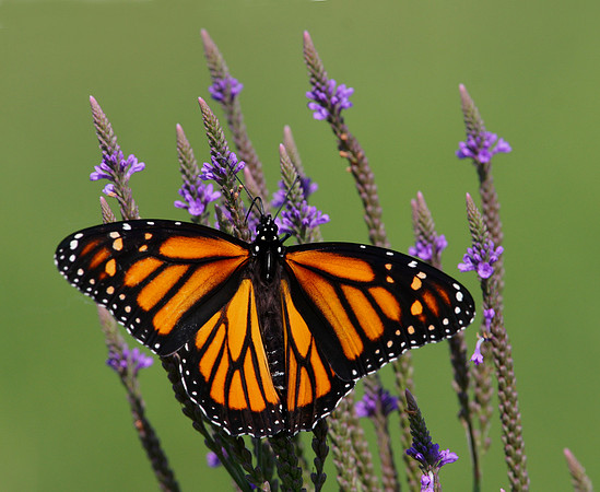 Monarch on Blue Vervain