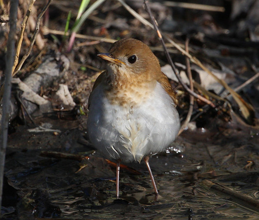 Veery