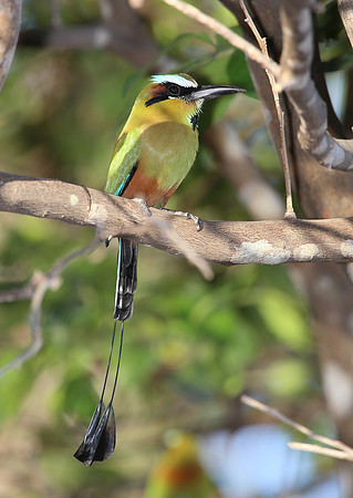 Turquoise-browed Motmot