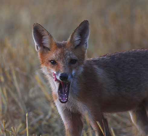 Red Fox