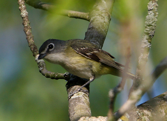 Blue-headed Vireo