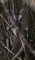 Eastern Screech Owl