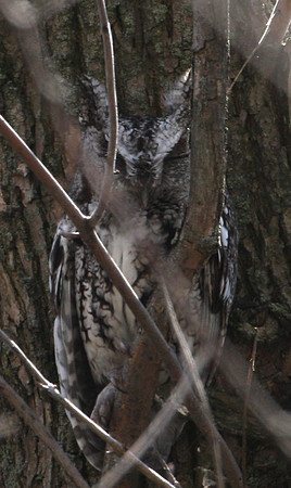 Eastern Screech Owl